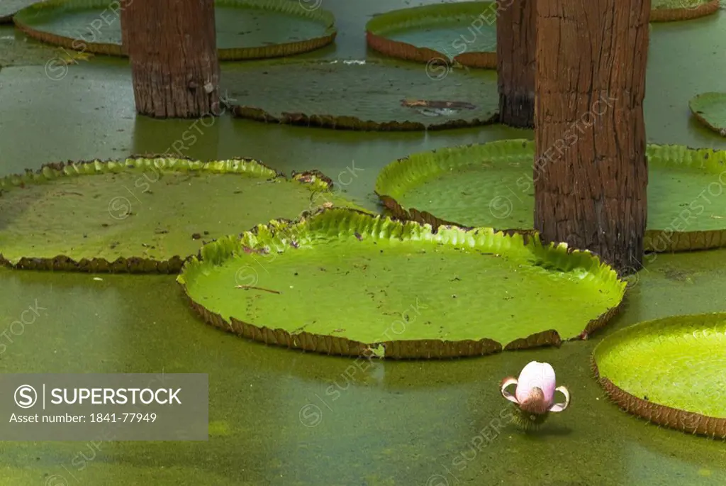 Lotus plants on water, open air museum Mueang Boran, Bangkok, Thailand