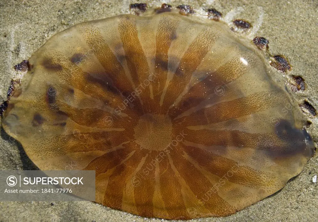 Jellyfish on beach of Langeoog, Germany