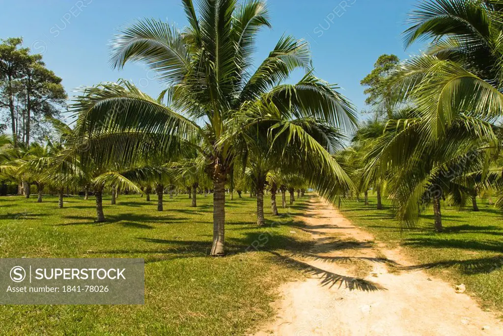 Coconut palm plantage on the Island Ko Chang, Thailand