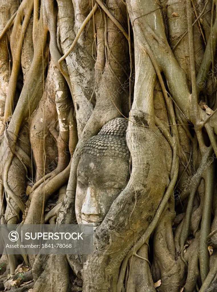 Buddha head in tree roots, Wat Mahathat, Ayuthaya, , Thailand