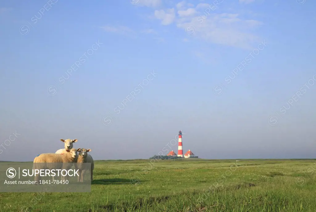 Sheep on salt marsh in front of Lighthouse Westerhever, Germany