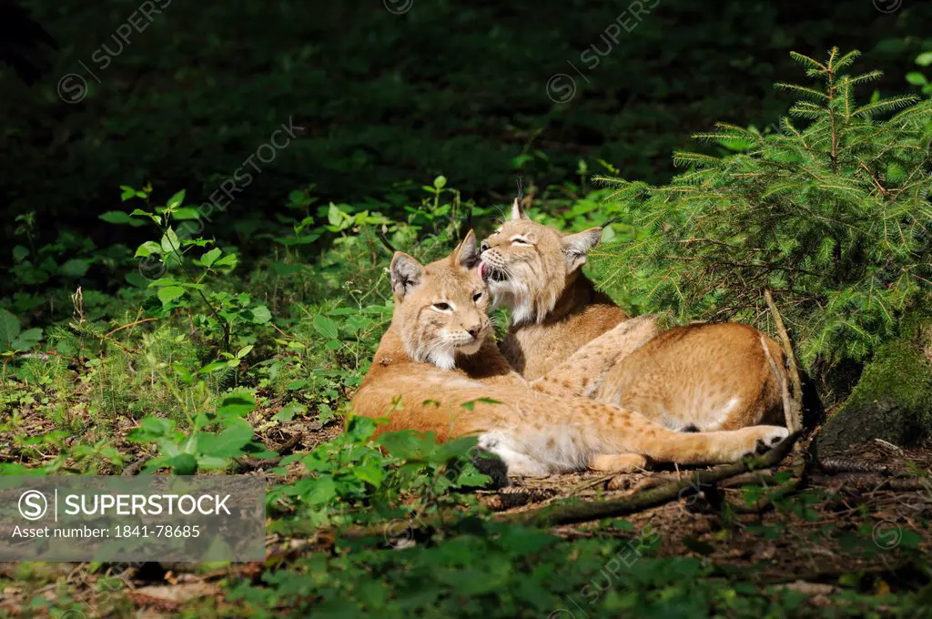 Two bobcats Lynx lynx lying side by side