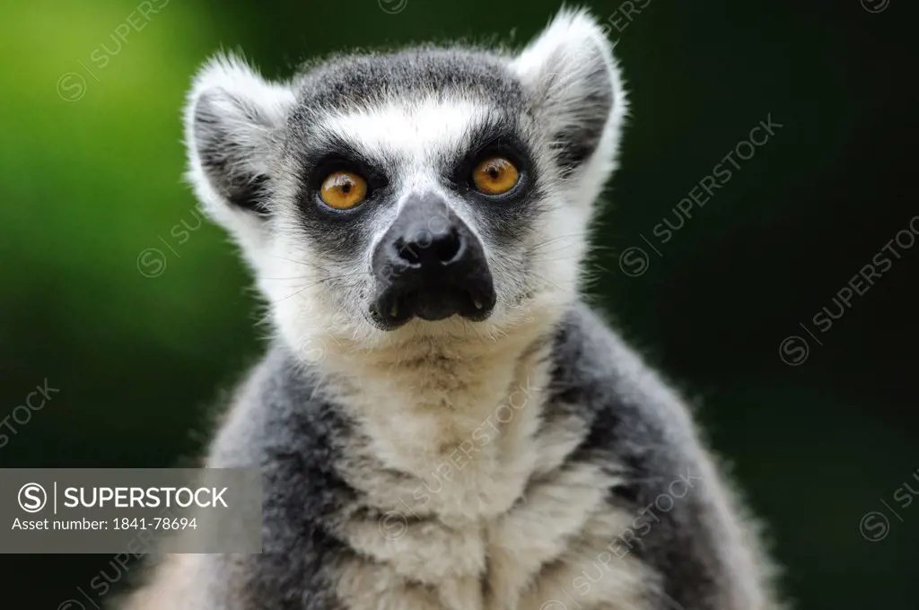 Ring_tailed Lemur Lemur catta, portrait