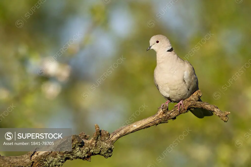 Eurasian Collared Dove Streptopelia decaocto perching on branch