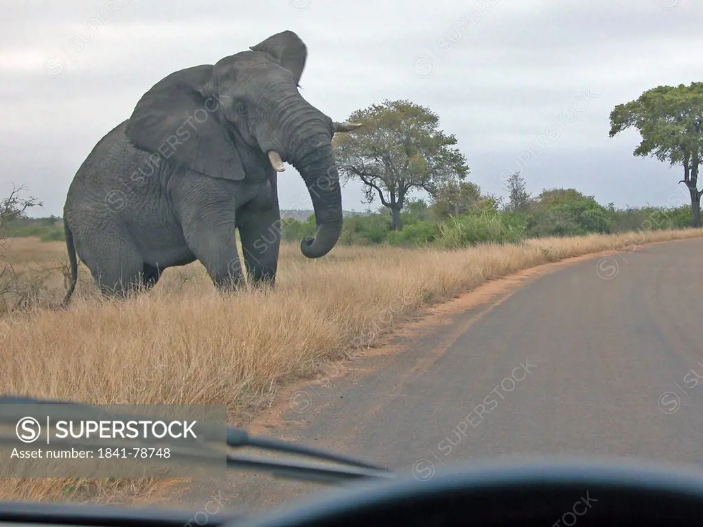 African elephant Loxodonta africana standing near road