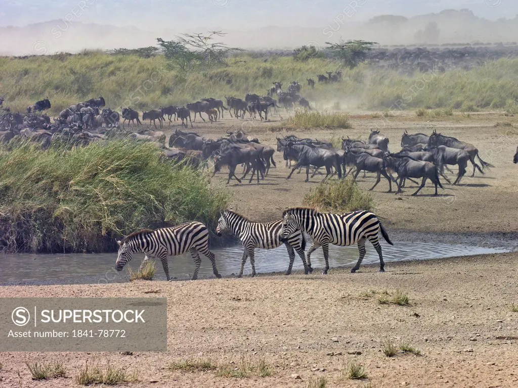 Herd of wildebeests and zebras in forest