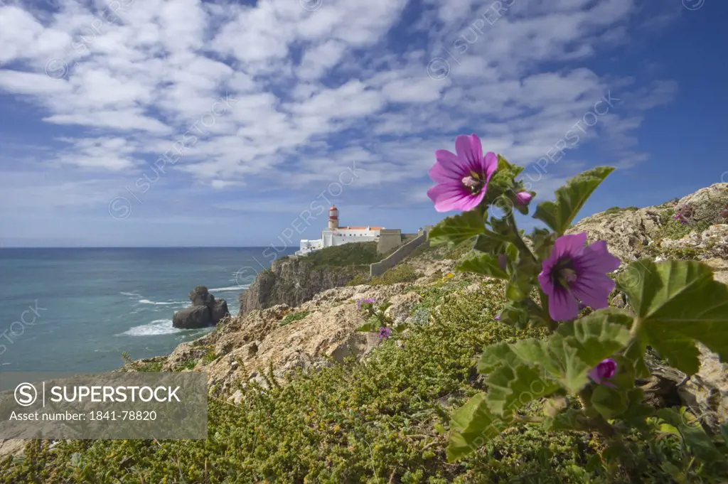 Flower and lighthouse at the Cabo de Sao Vicente, Algarve, Portugal