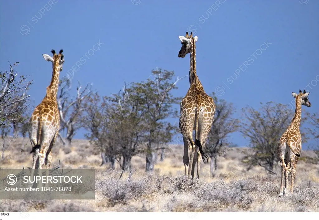 Three giraffes Giraffa camelopardalis in field