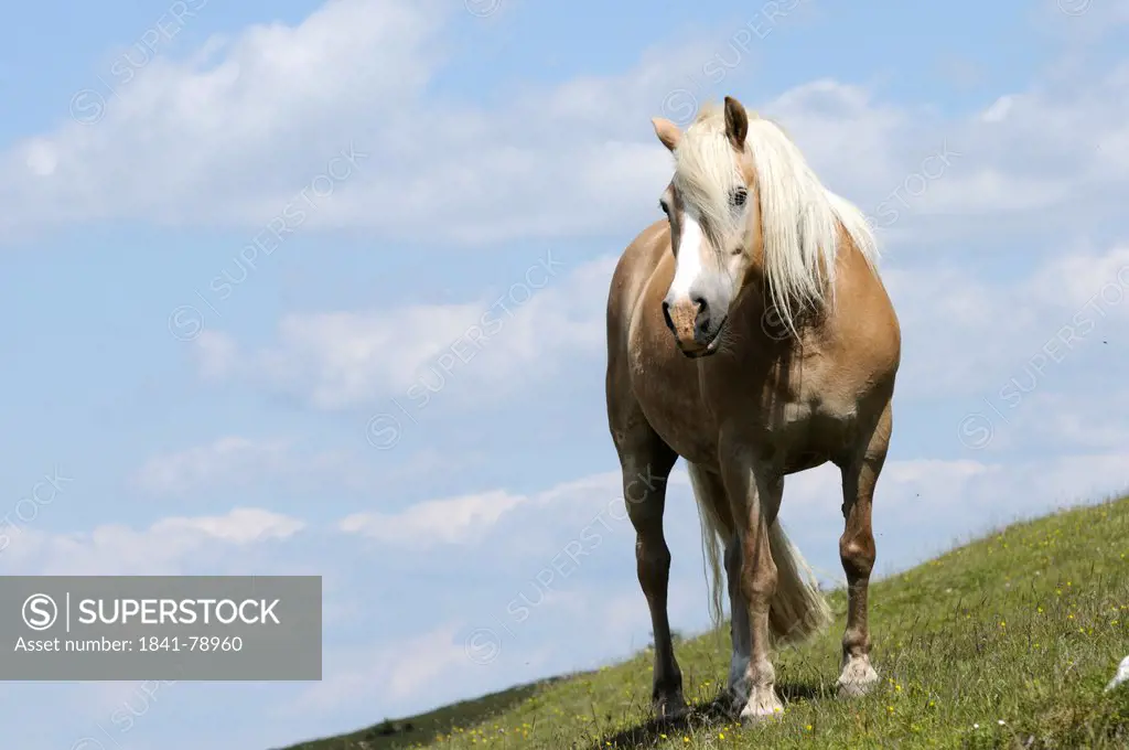 Horse on alpine pasture, Austria