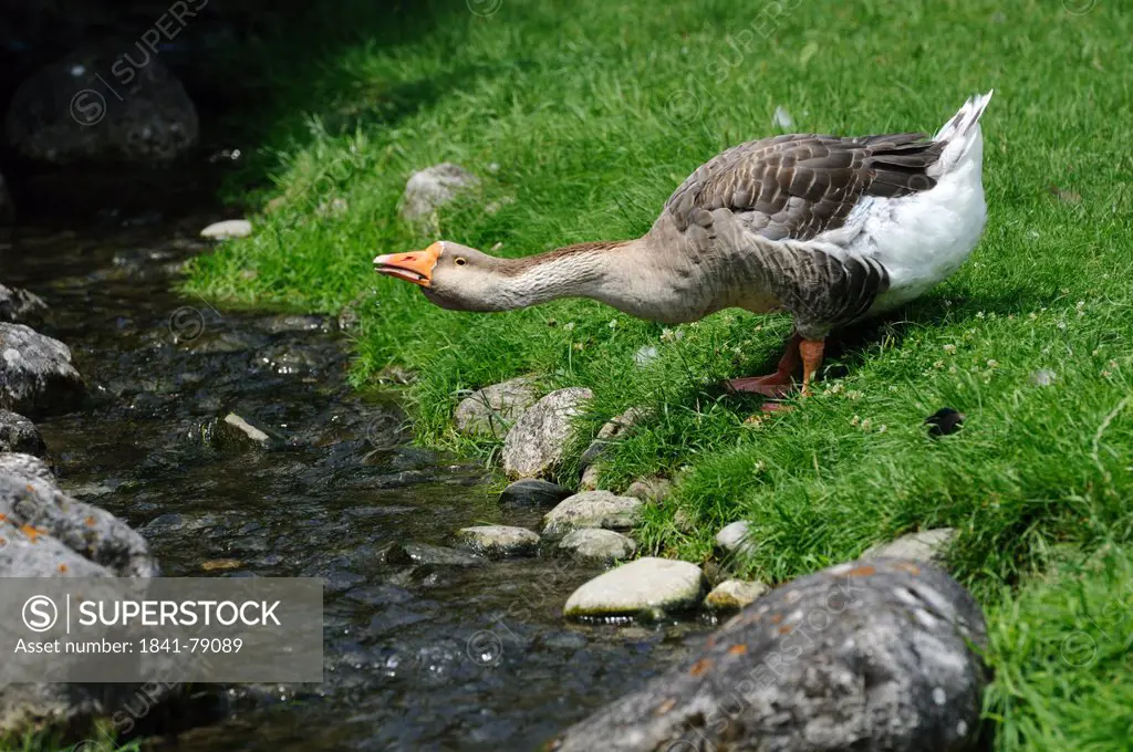 Chinese Goose Anser cygnoides f. domestica at a brook