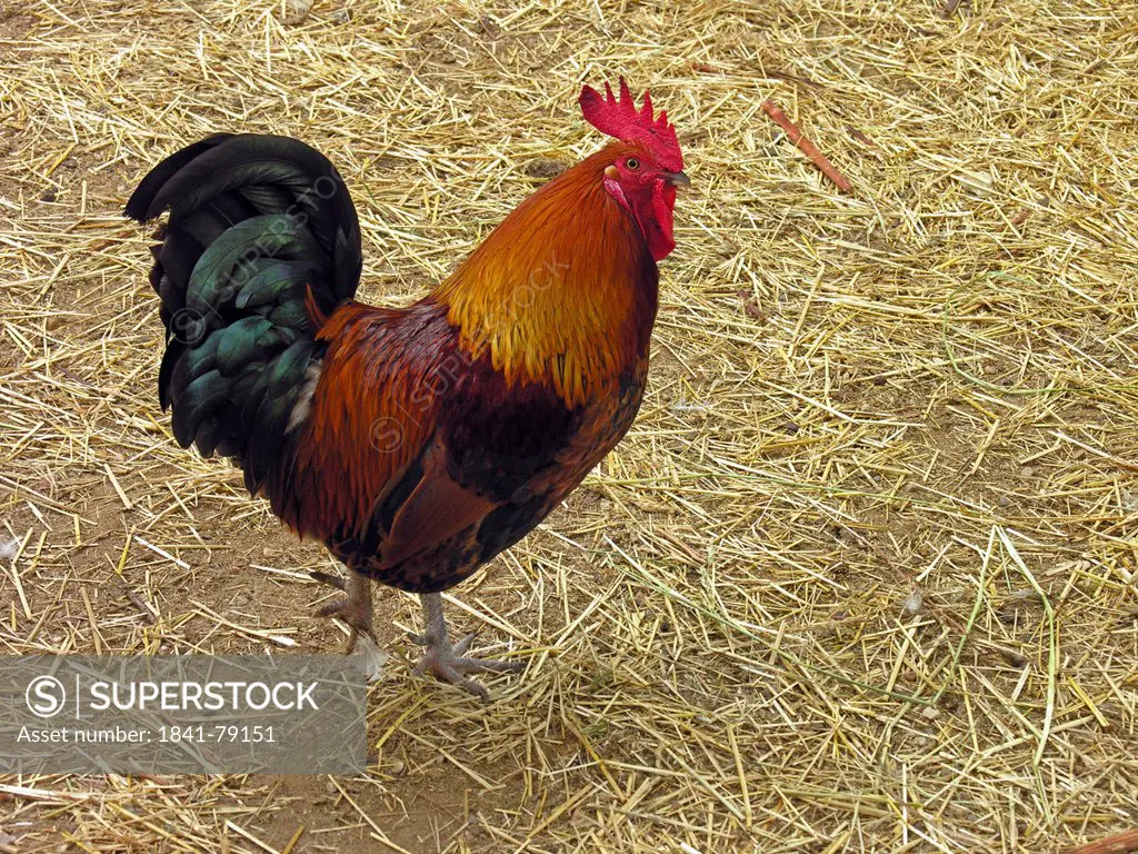 Rooster on straw