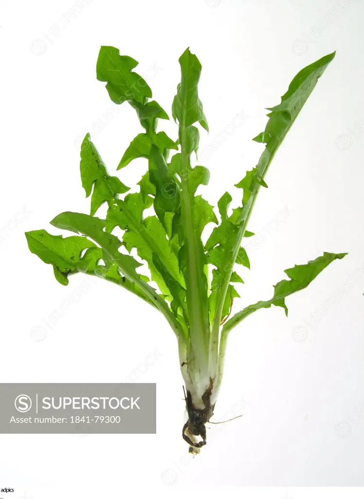 Close_up of leaves of vegetable against white background