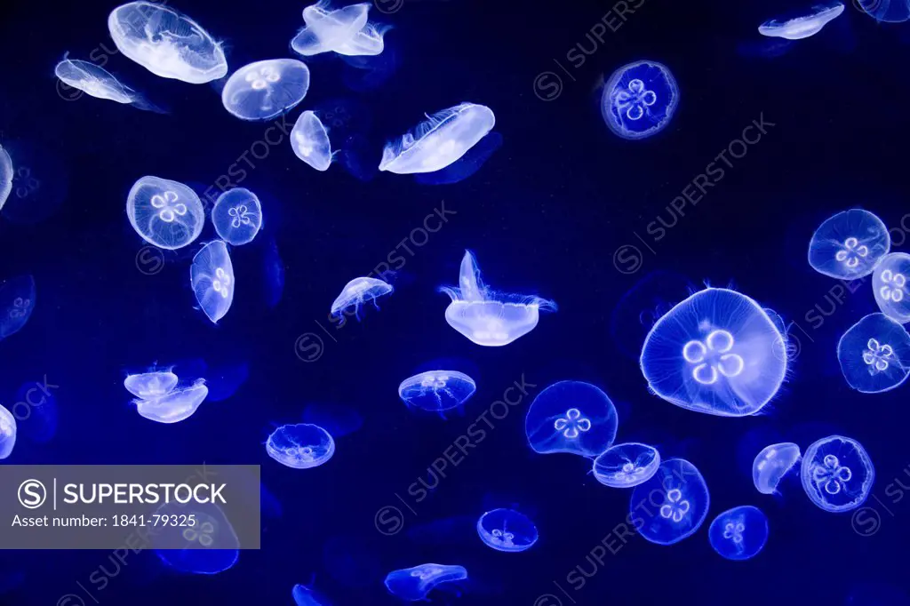 moon jellyfish, Aurelia aurita
