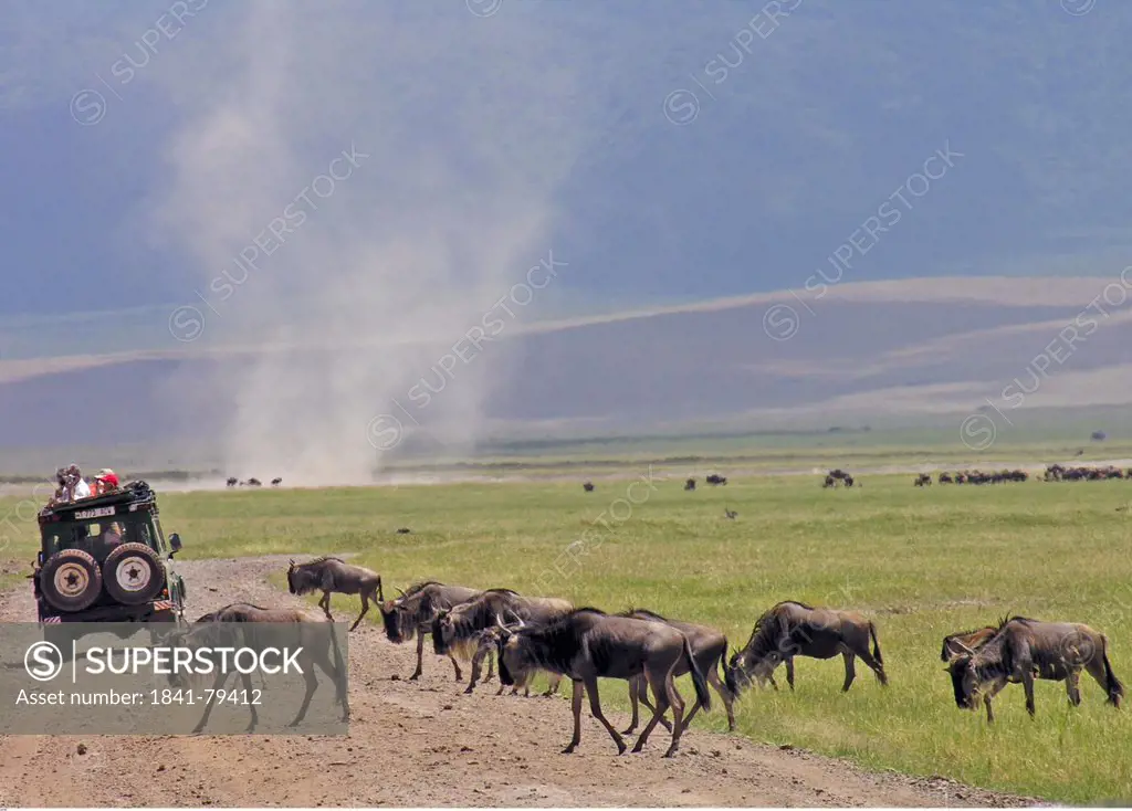 Herd of wildebeests crossing dirt road with jeep in background