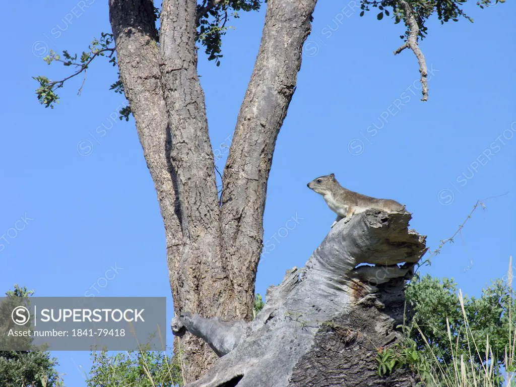 Squirrel on fallen tree against clear blue sky