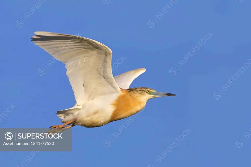 Squacco Heron Ardeola ralloides flying