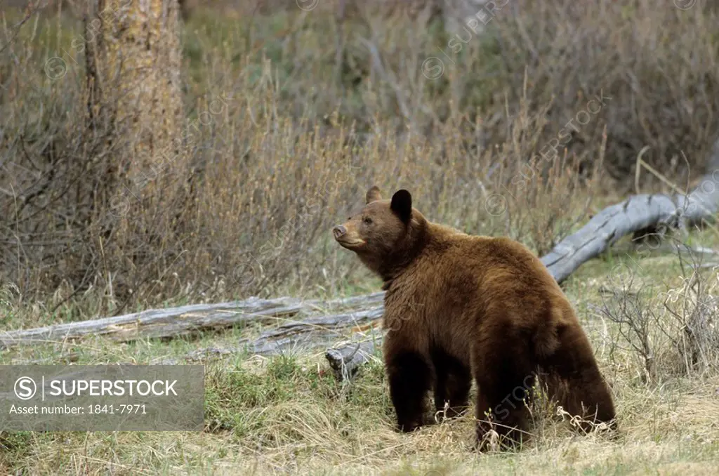 Black bear Ursus Americanus standing in forest, Jasper National Park, Alberta, Canada