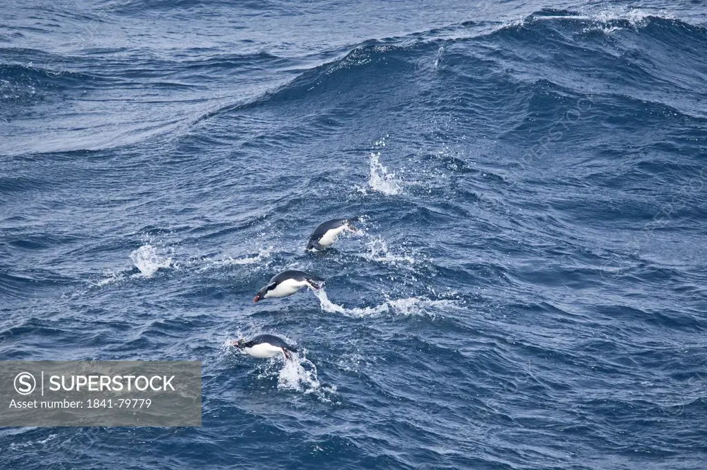 Macaroni penguins, Eudyptes chrysolophus, swimming in South Atlantic Ocean