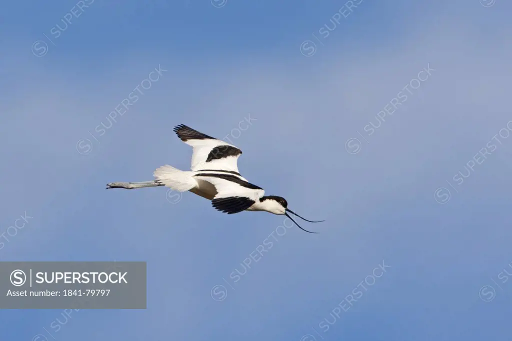 Pied Avocet Recurvirostra avosetta flying