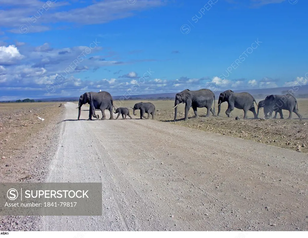 Elephants crossing dirt road with its calves