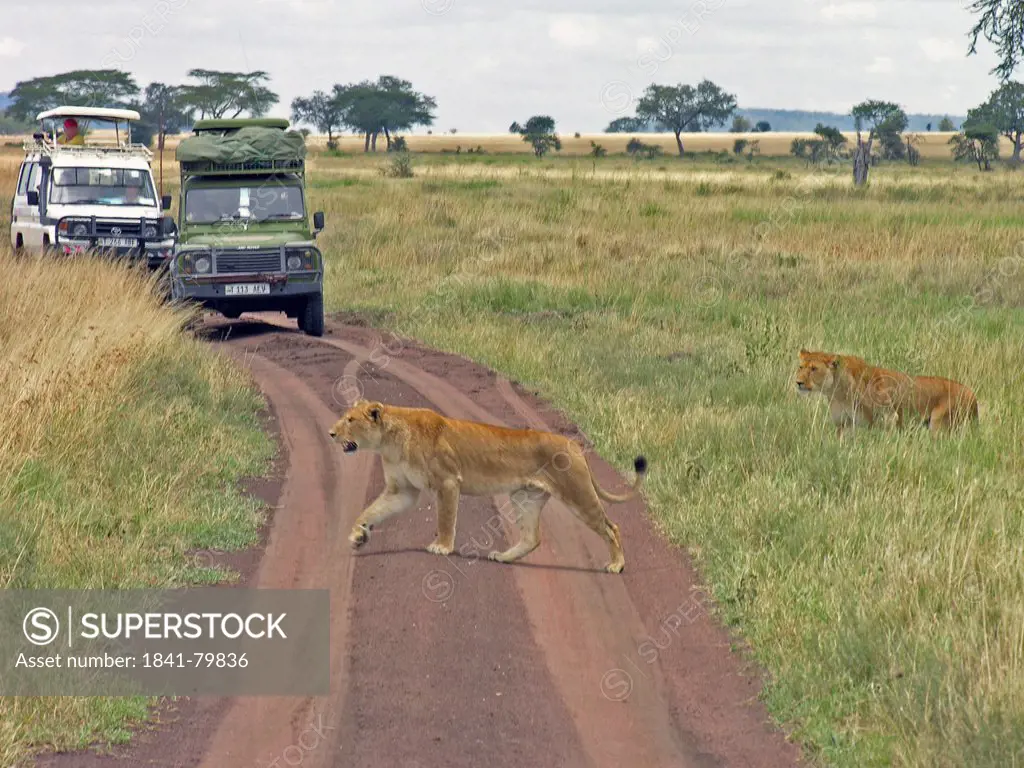 Two lioness crossing dirt road with jeep in background