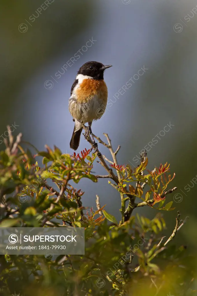 African Stonechat Saxicola torquata perching on branch
