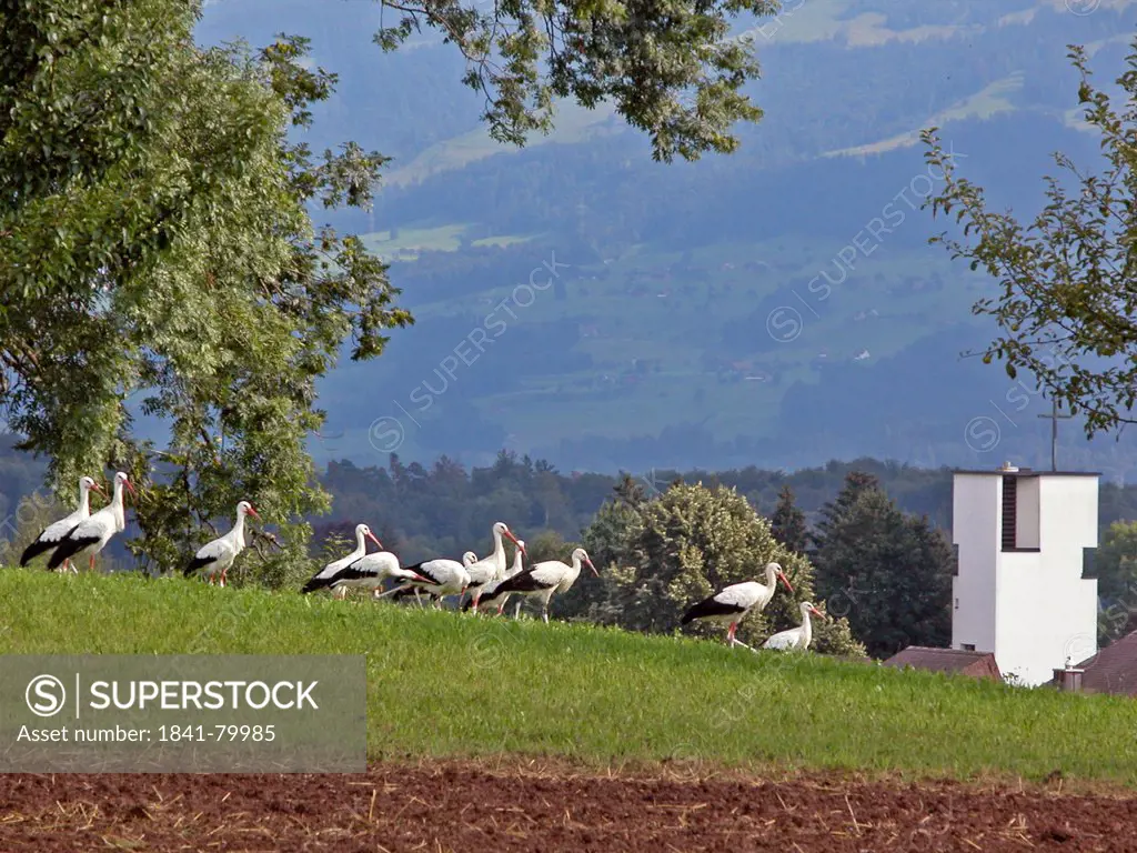 White Stork Ciconia ciconia birds in field
