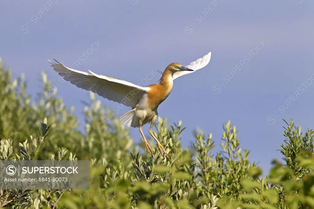 Squacco Heron Ardeola ralloides flapping