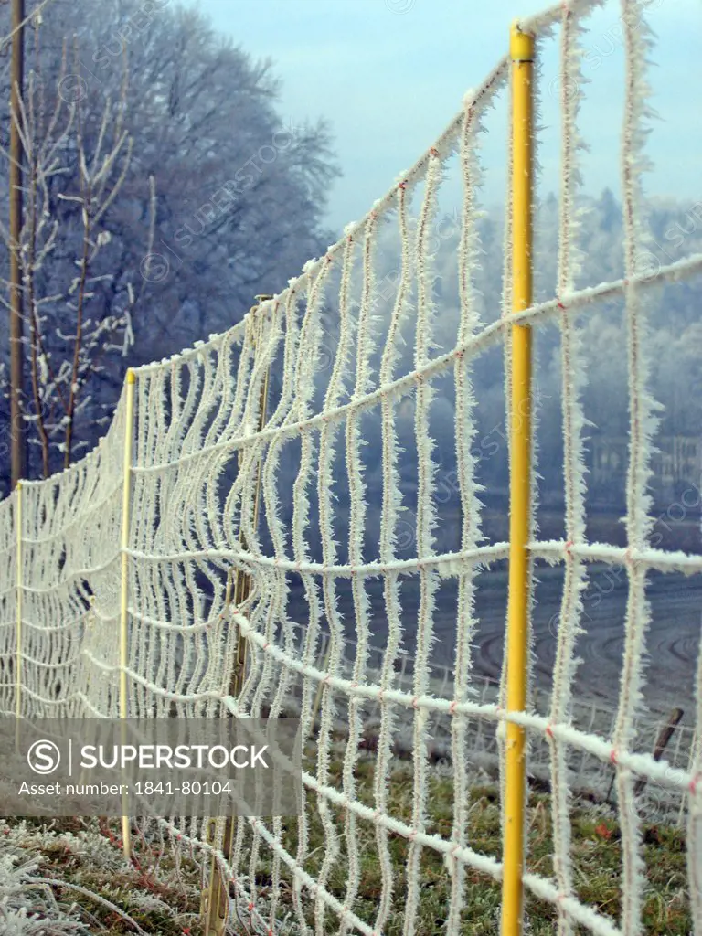 Frost covered fence