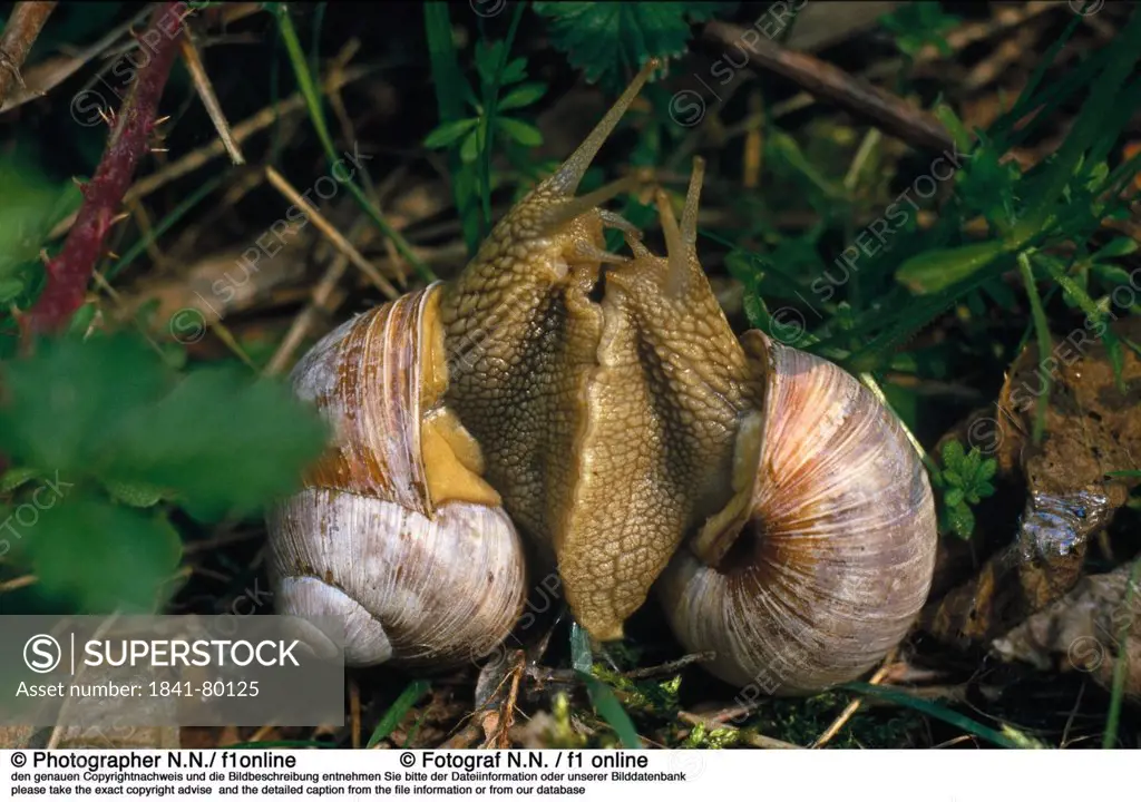 Close_up of Burgundy snail Helix Pomatia mating in field