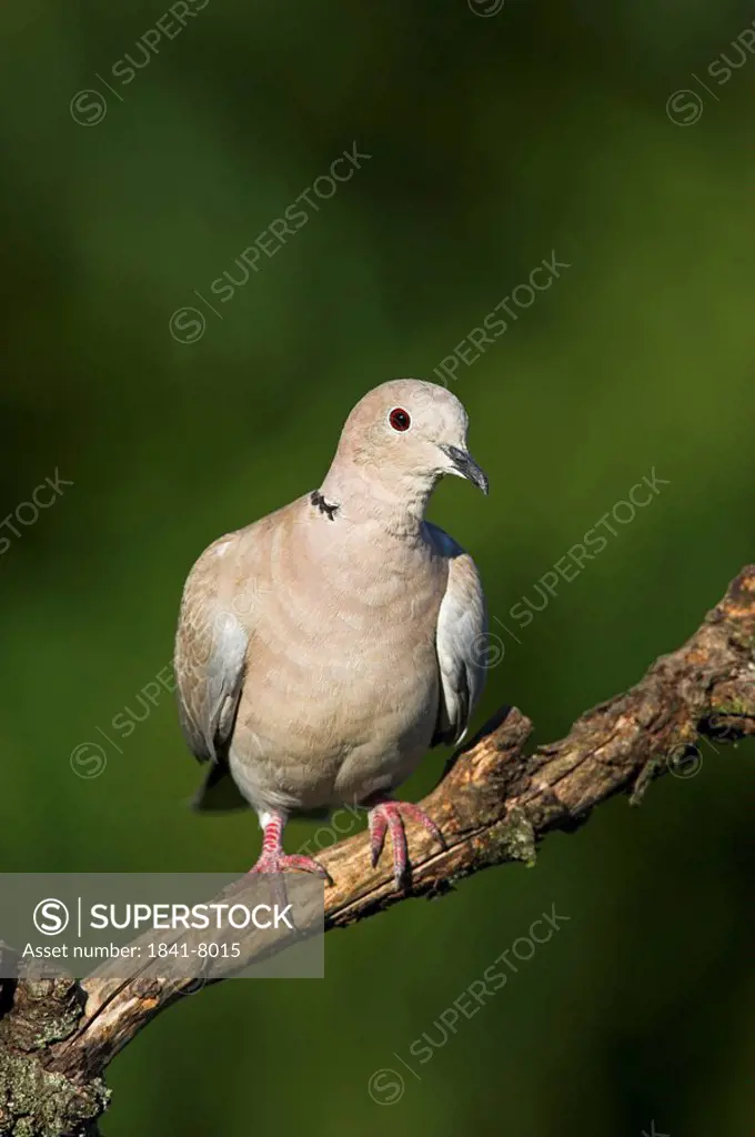 Eurasian Collared_Dove Streptopelia decaocto sitting on branch, front view