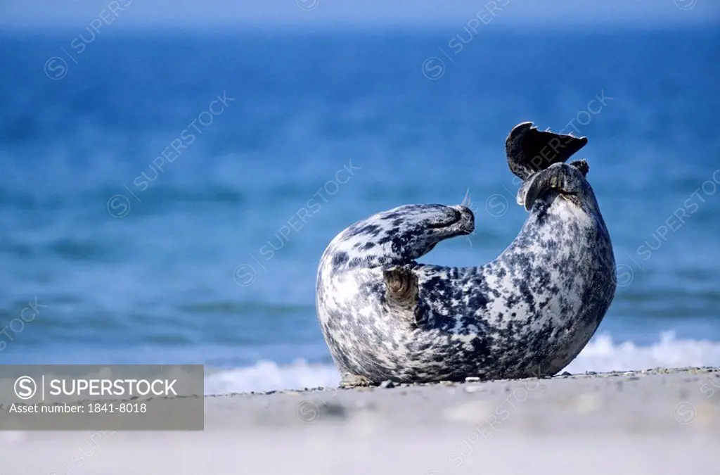 Grey Seal, Halichoerus grypus, Helgoland, Schleswig_Holstein, Germany