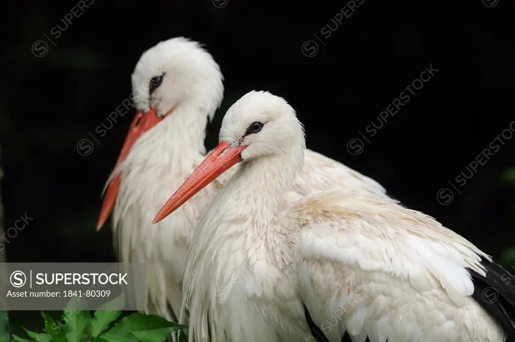 Two White Storks Ciconia ciconia