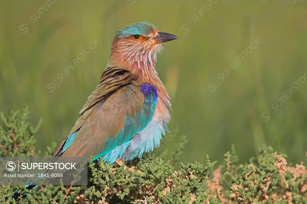 Indian Roller Coracias benghalensis, side view