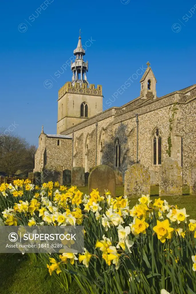 Daffodil flowers in front of church, Shipdham, Thetford, Norfolk, England