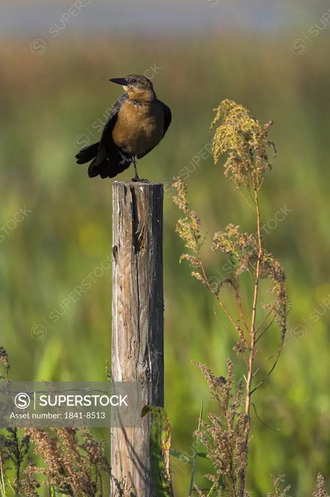 Close_up of Boat_tailed Grackle Quiscalus major on wooden post