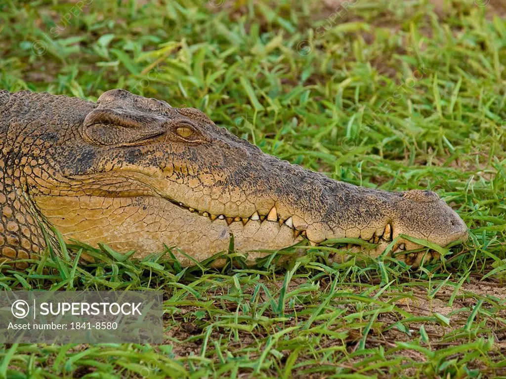 head of a Saltwater crocodile Crocodylus porosus, Australia