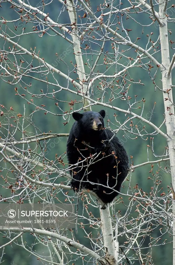 Black bear Ursus Americanus sitting on tree, Jasper National Park, Alberta, Canada
