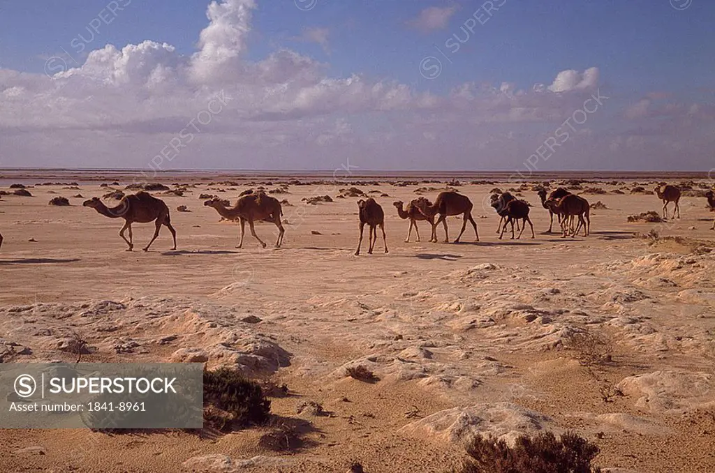 Camels walking in arid landscape, Libyan Desert, Fazzan, Libya