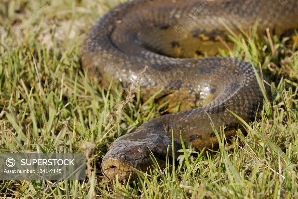 Close_up of anaconda in field