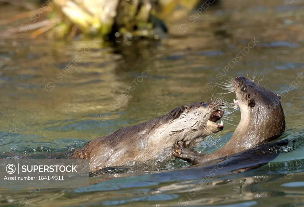 River otters Lutra lutra fighting in the water
