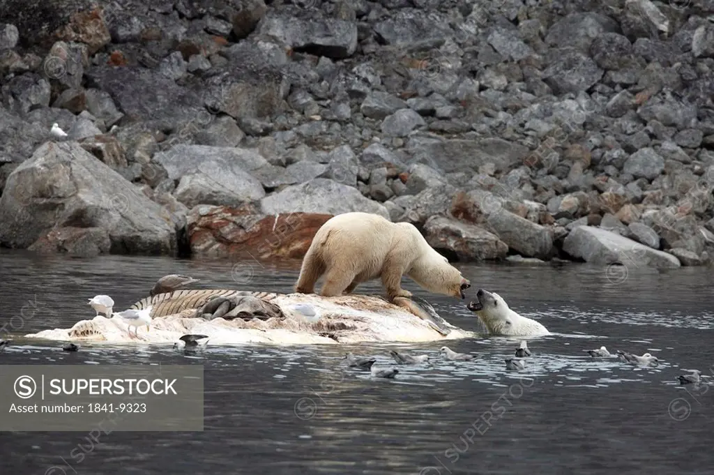 Polar bear, Ursus maritimus, and glaucous gull, Larus hyperboreus, on dead fin whale, Spitsbergen, Norway, Europe