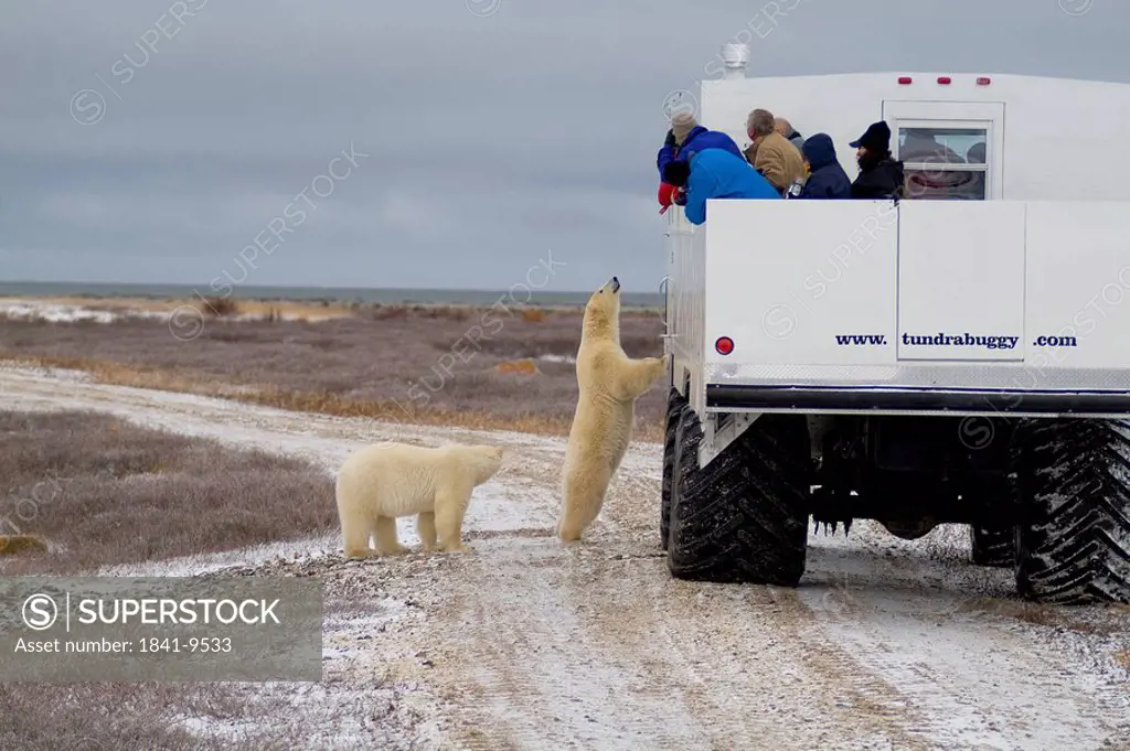 polar bears and a group of tourists