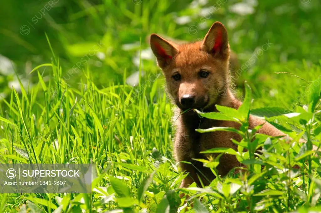 Grey wolf cub Canis lupus standing in forest, Germany