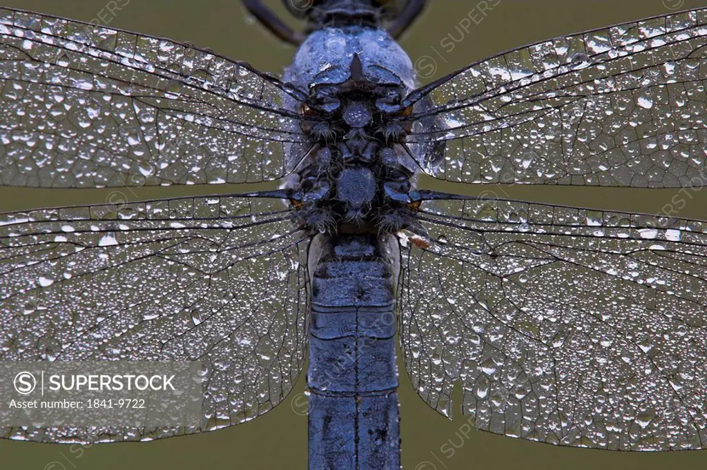 Dew drops on Black_lined Skimmer´s Orthetrum cancellatum wings