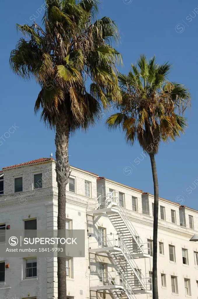 Palm trees in front of building, Venice Beach, San Fernando Valley, City Of Los Angeles, Los Angeles County, California, USA