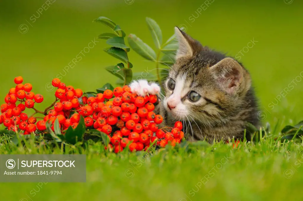 Close_up of kitten in field, Bavaria, Germany