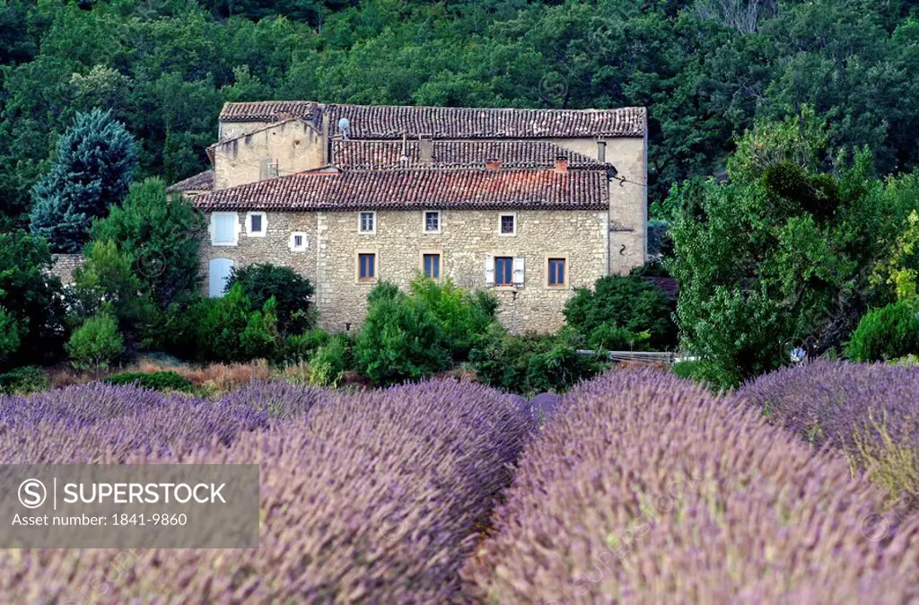Blooming lavender field and stone house, Vaucluse, France