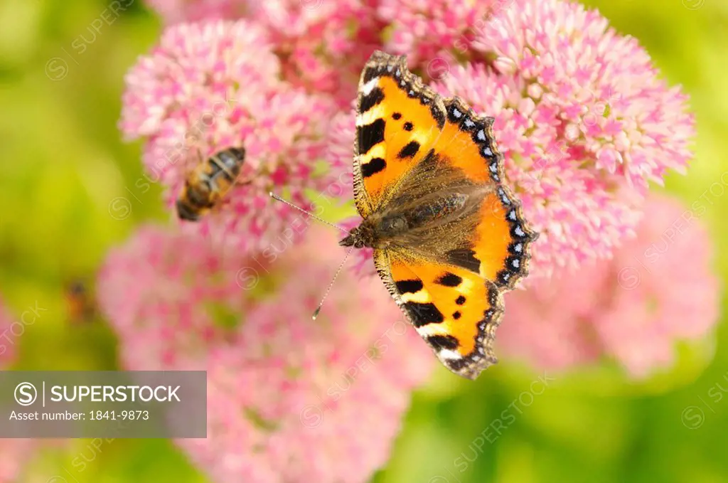 Painted lady butterfly Vanessa cardui on a blossom, close_up, bird´s eye view,