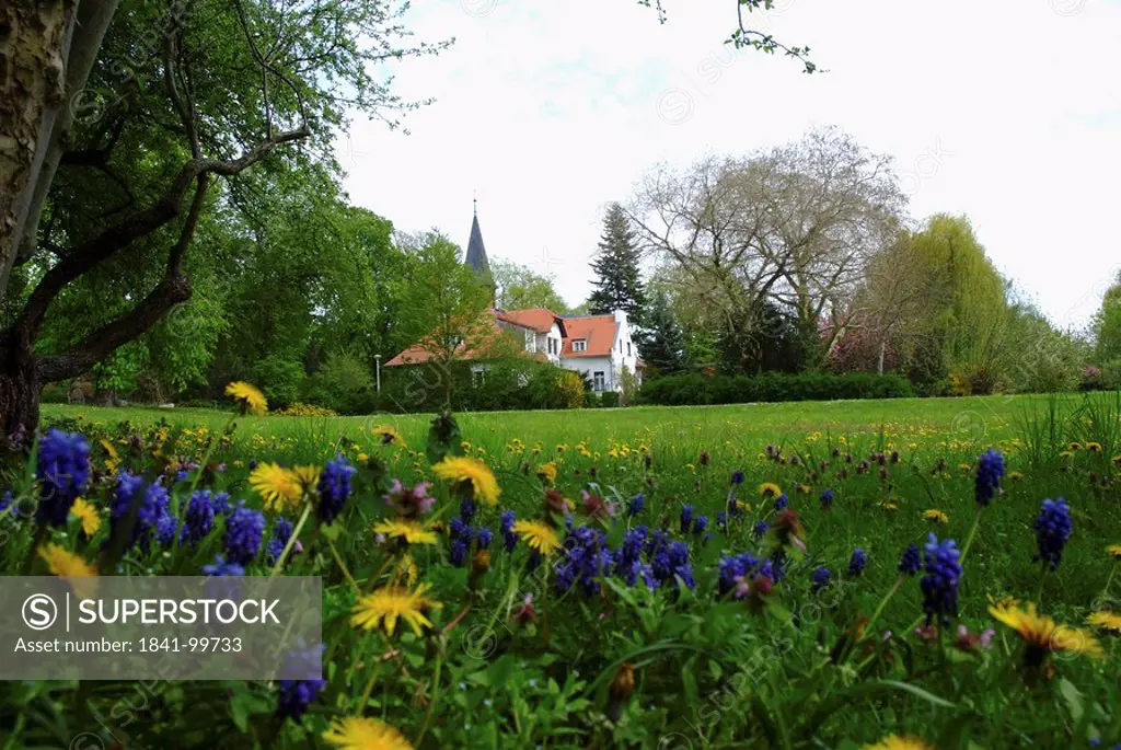 Flower meadow and church, Brandenburg, Germany, Europe